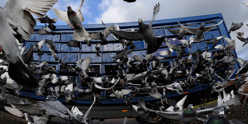 Отпугивание птичьих стай в Екатеринбурге от ДЕЗ-Комфорт - фото
